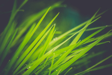 Naklejka premium Spring Morning Grass Retro