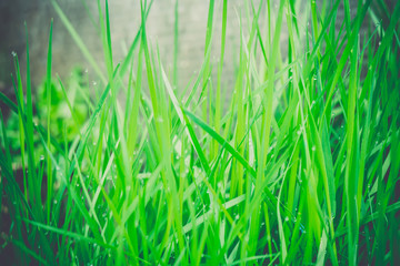 Spring Morning Grass Retro