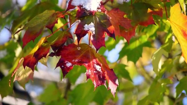 Colorful maple leaves closeup after first snow fall in sunny day. Awesome nature background with melted snow on foliage. Slow motion hd footage. 1920x1080
