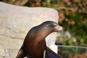 Seelöwe im Zoo_0264