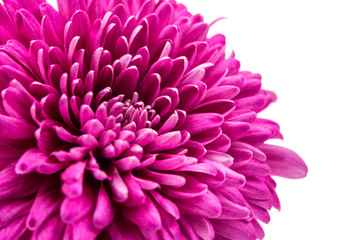 beautiful magenta chrysanthemum