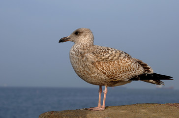 Silbermöwe an der See