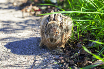Feldhase - Jungtier am Straßenrand