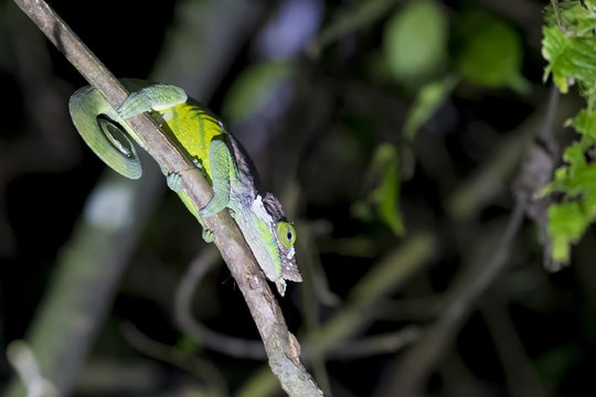 Colorful Parson's Chameleon at night in a park in Madagascar