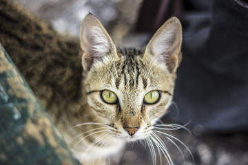 Cat looking straight at camera