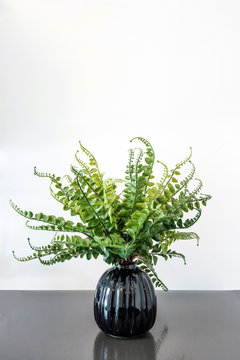 Fern Leaf in black ceramic vese on the glossy black floor