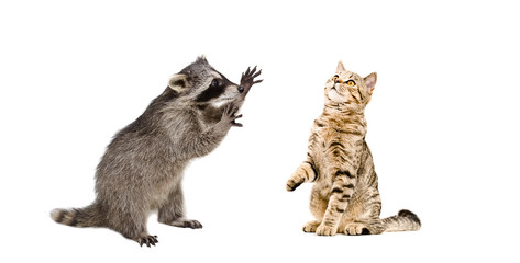Raccoon attack cat Scottish Straight