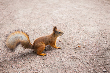 small red squirrel with peanuts