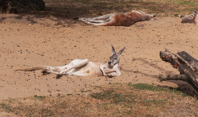 resting kangaroo