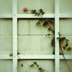 flower against wall