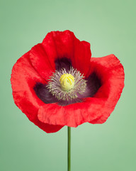 Red poppy flower