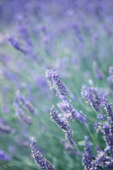 Obraz premium Lavender flowers 
