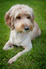 A cockapoo dog lying in the garden