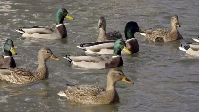 Closeup panoramic view with group of mallard ducks swimming and catching the food. Exciting natural scene on the lake. 4K UHD footage 3840x2160
