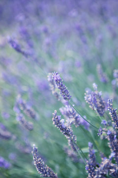 Lavender flowers 