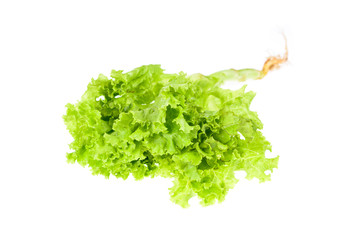 Salad leaf. Lettuce
