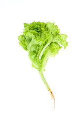 Salad leaf. Lettuce
