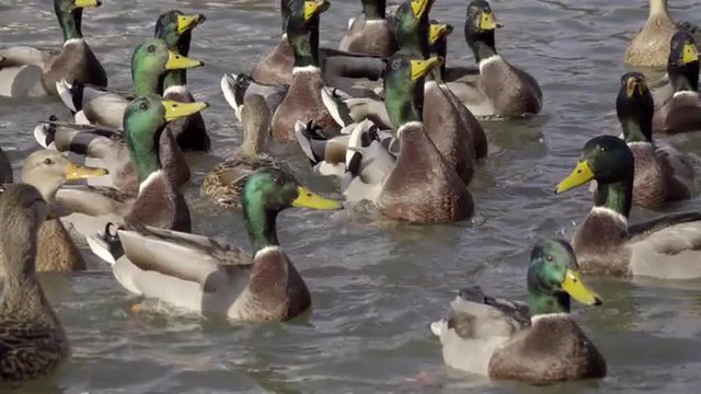 Family of mallard ducks swimming and catching the food. Awesome closeup natural scene on the lake in sunny day. 4K UHD footage 3840x2160
