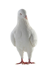 white pigeon