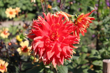 Orange "Hybrid Dahlia Vulcan" flower in Munich, Germany. It is classified as "Semi-Cactus Dahlia" and native to Mexico.
