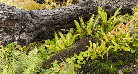 Obraz premium Large green leaves of ferns among plants