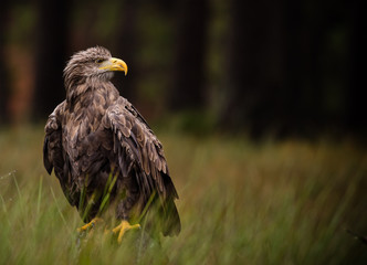 White tailed eagle