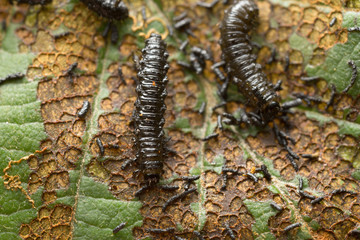 Leaf beetle, Chrysomelidae larva on damaged leaf