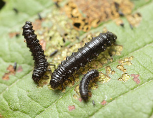 Leaf beetle, Chrysomelidae larva on damaged leaf