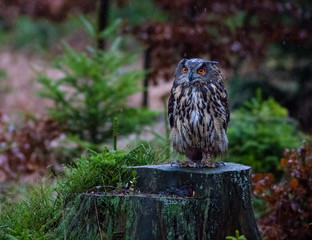Eurasian Eagle Owl
