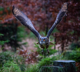 Eurasian Eagle Owl