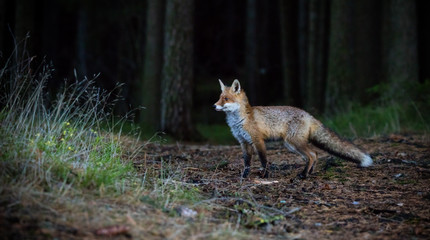 Fox (Vulpes vulpes) in europe forest