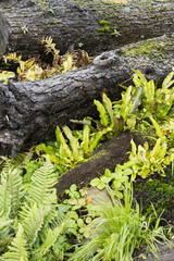 Large green leaves of ferns among plants
