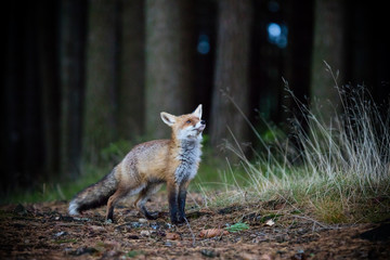 Fox (Vulpes vulpes) in europe forest
