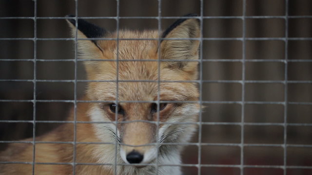 Fox In A Cage