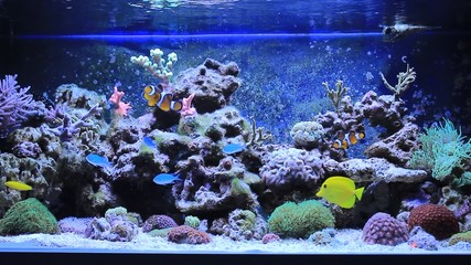 Relaxing Marine Aquarium 