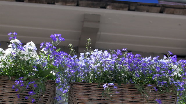 A blue hanging banner with the purple flower. The banner is waving on the breeze of the wind on top of the purple fowers