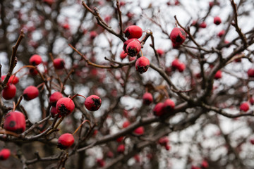 Hawthorn