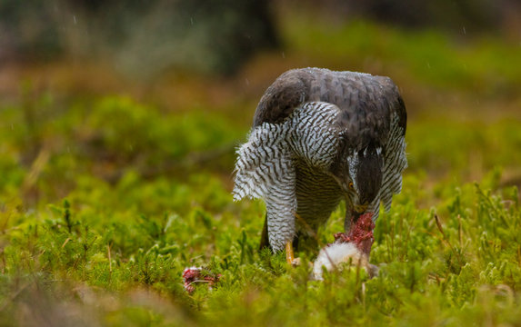 Goshawk feeding on young rabbit