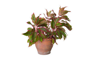 Red Caladium with isolated