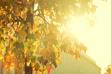 Fototapeta na wymiar Bright sunburst through leafy tree 