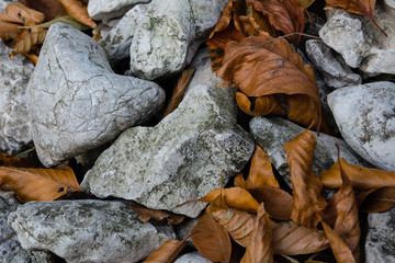 Leaves between stones