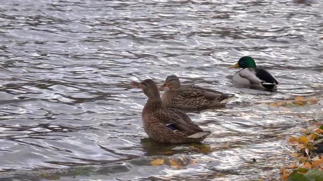 Group of mallard ducks on the lake in windy day. One female shaking off the water.  Excellent natural scene in slow motion full HD footage 1920x1080
