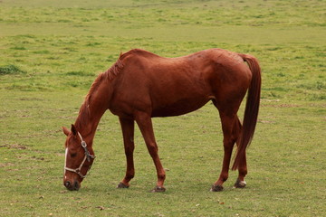 Horse eating on an autumn field