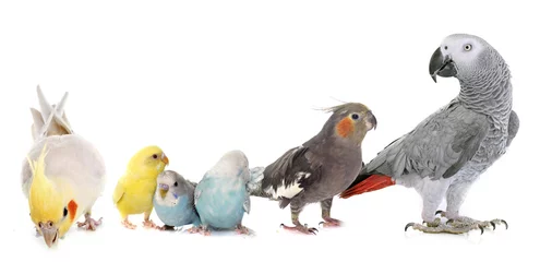 Foto op Plexiglas gemeenschappelijke huisdierenparkiet, papegaai en valkparkiet © cynoclub