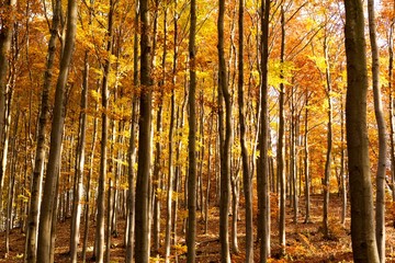 Interior of Autumn Beechen Forest, Sulov Mountains, Slovakia