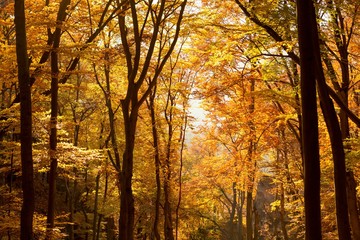 Interior of Autumn Beechen Forest, Sulov Mountains, Slovakia