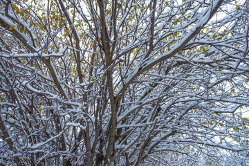 Branches Covered in Snow.