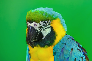 The Macaw Parrot