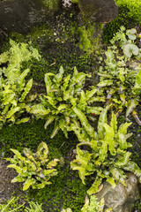 Large green leaves of ferns among plants