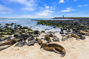 Obraz premium Fur seals at Punta Carola beach, Galapagos islands (Ecuador)